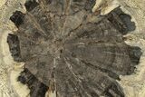 Petrified Wood (Hermanophyton) Round - Colorado #265639-1